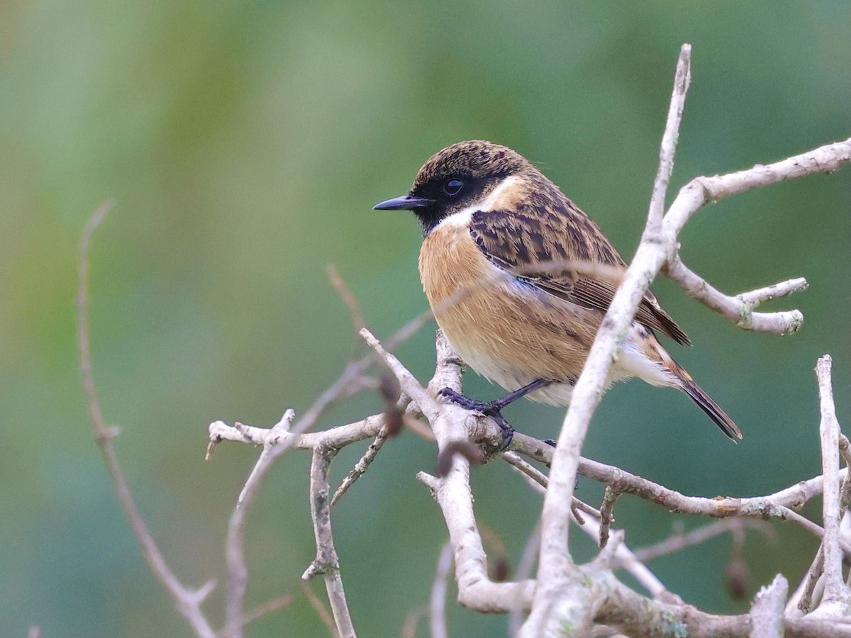 European Stonechat - ML646504071