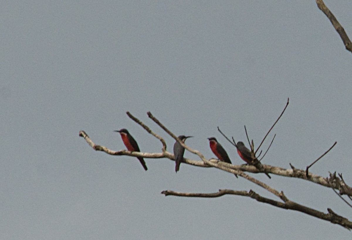 Rosy Bee-eater - ML646504072