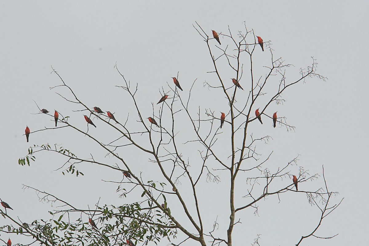 Rosy Bee-eater - ML646504073