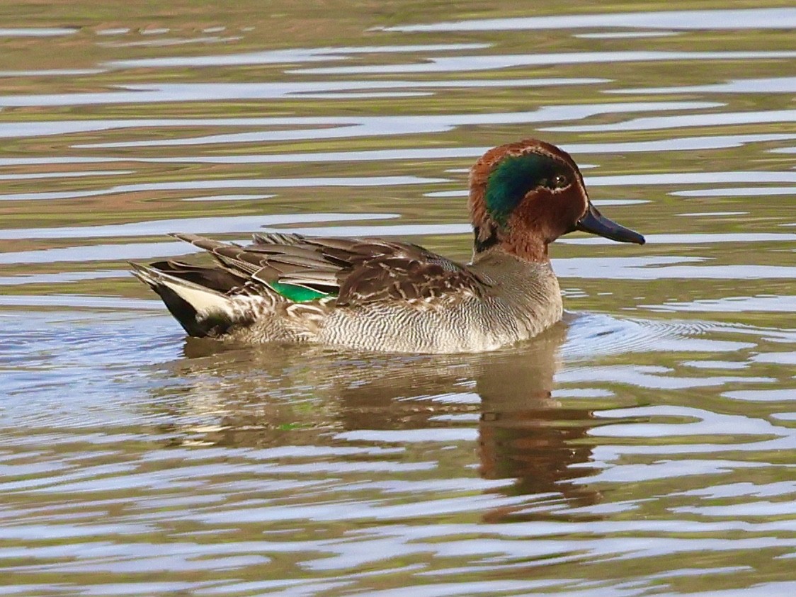 小水鴨 - ML646504076