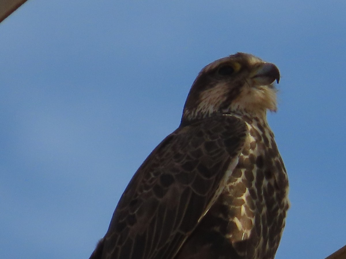 Saker Falcon - ML646504077