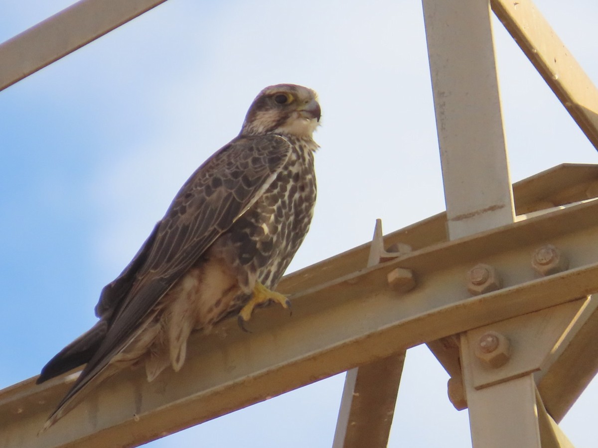 Saker Falcon - ML646504079