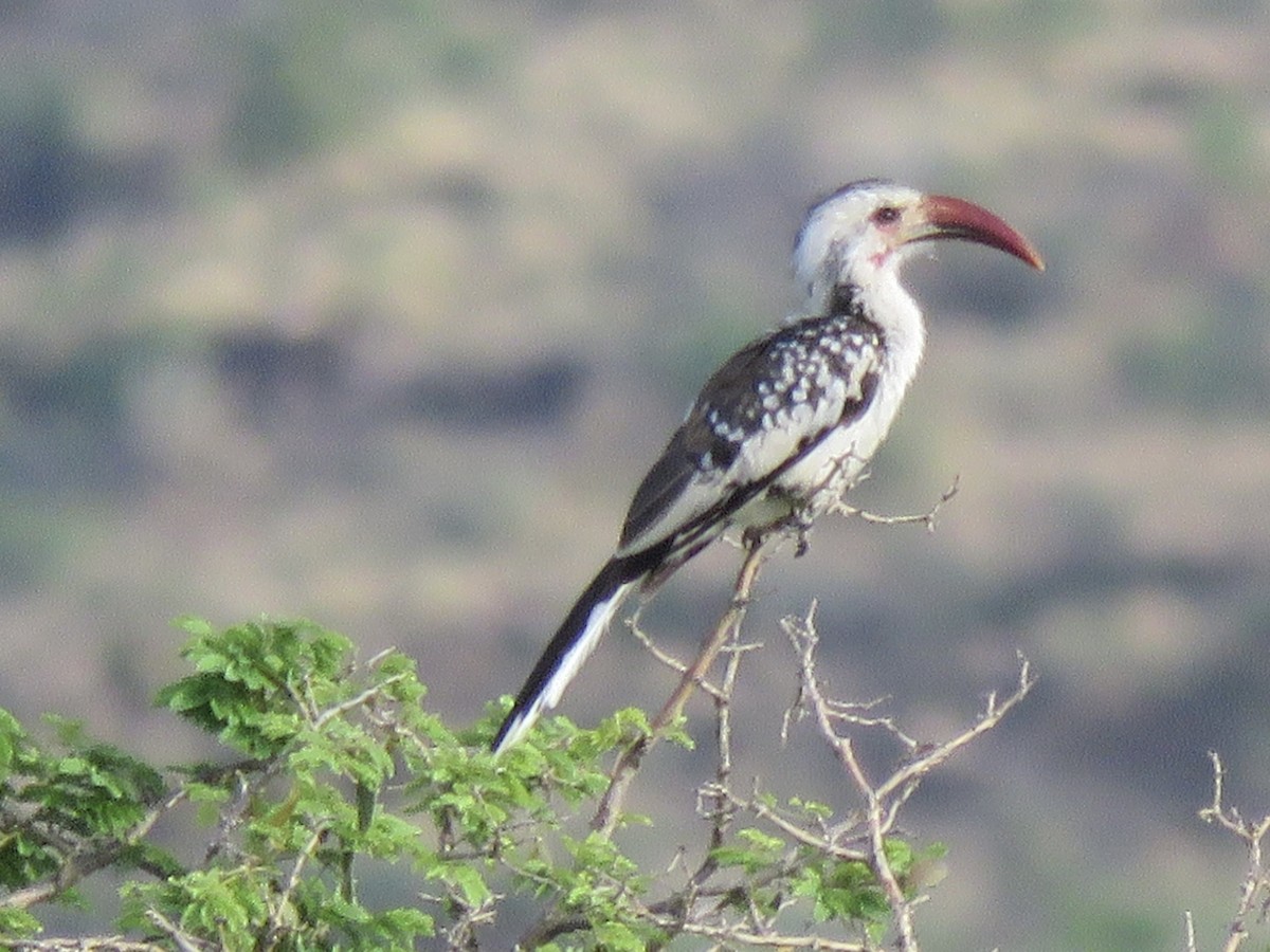 Damara Red-billed Hornbill - ML646504080