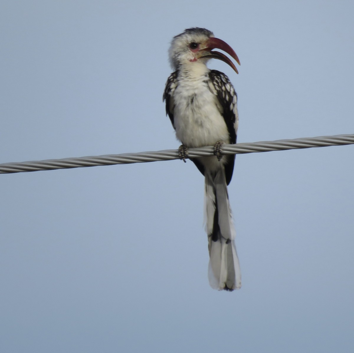 Damara Red-billed Hornbill - ML646504081