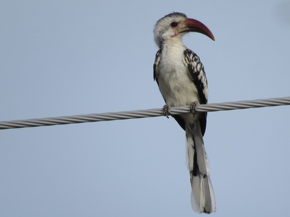 Damara Red-billed Hornbill - ML646504082