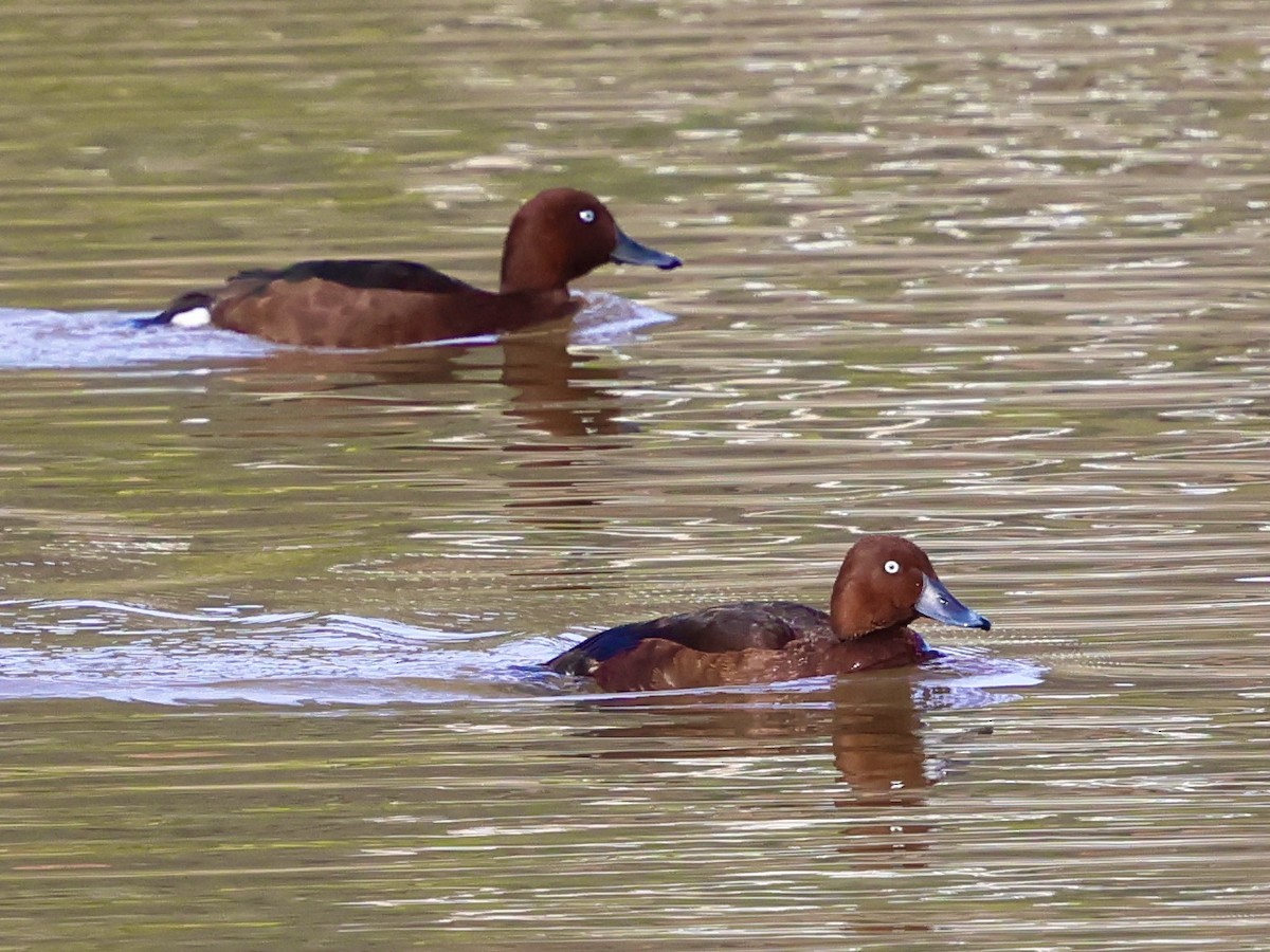 白眼潛鴨 - ML646504083