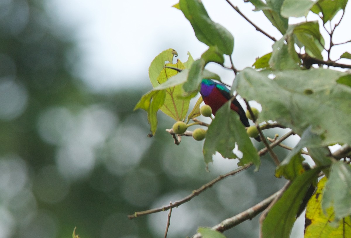 Johanna's Sunbird - ML646504084