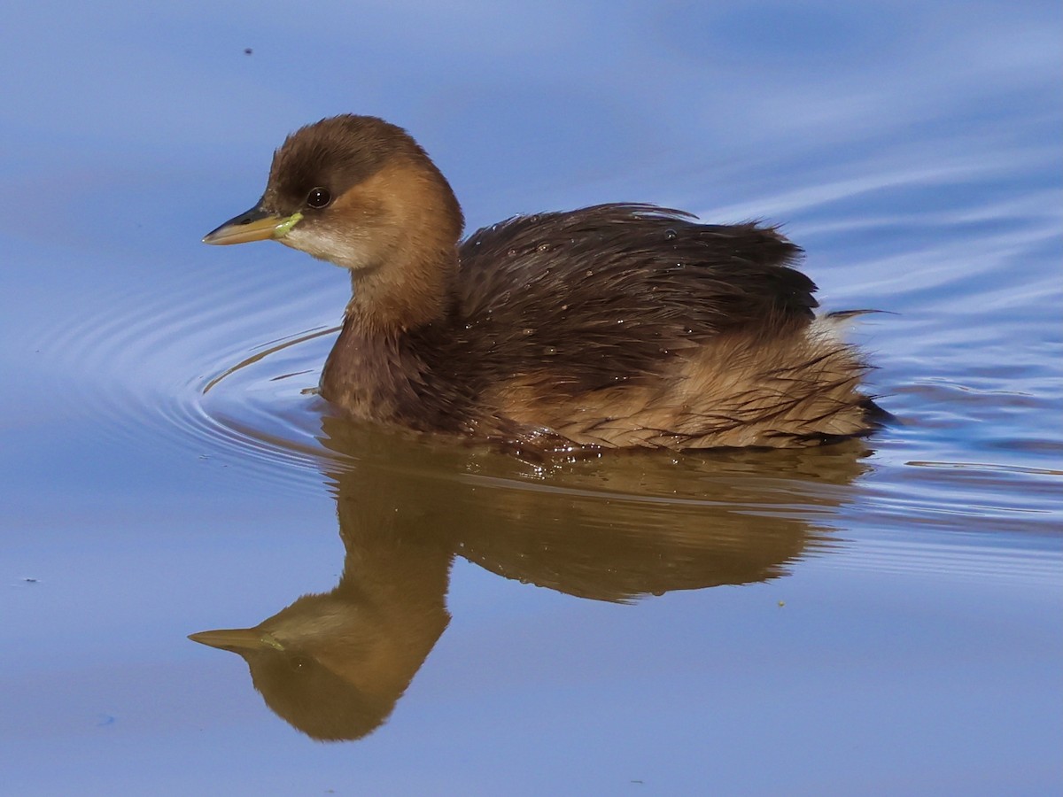 小鸊鷉 - ML646504085