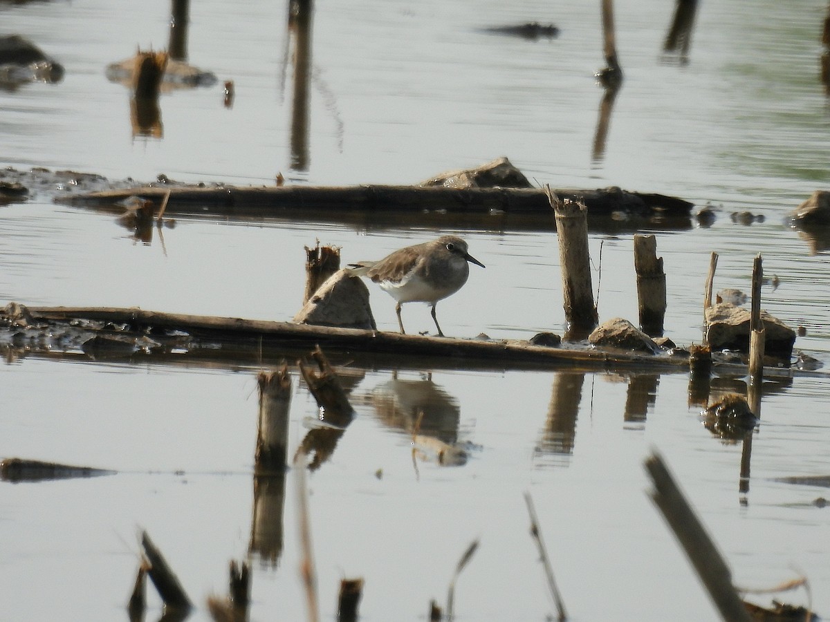 丹氏濱鷸 - ML646504087