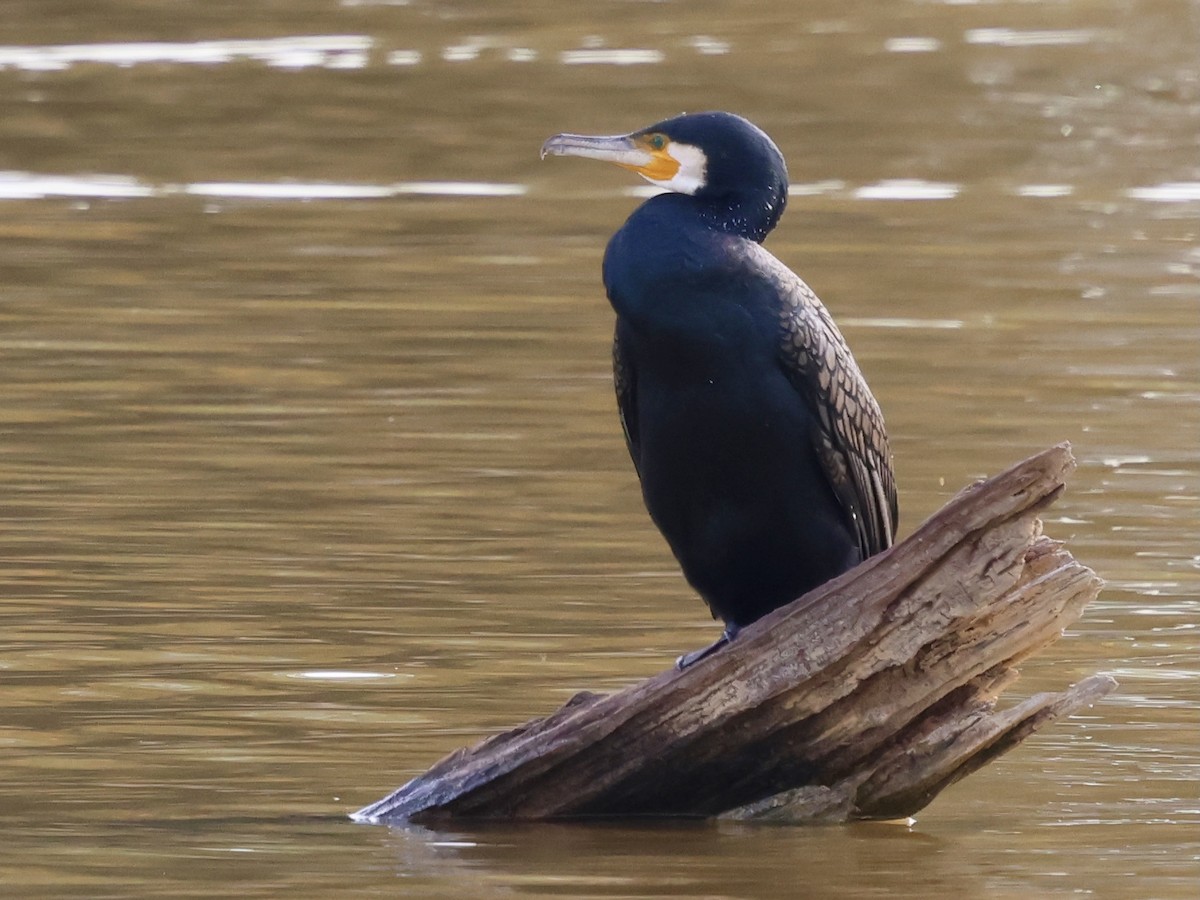 鸕鷀(sinensis/hanedae) - ML646504090