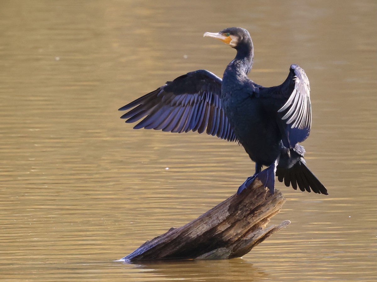 鸕鷀(sinensis/hanedae) - ML646504091