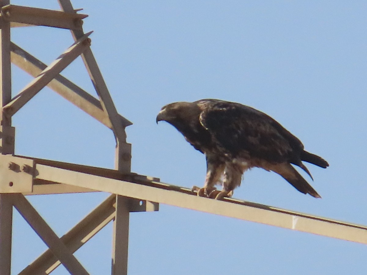 Imperial Eagle - ML646504092