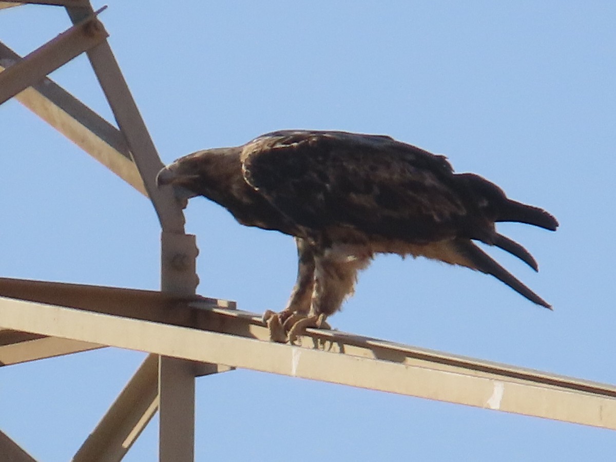 Imperial Eagle - ML646504093