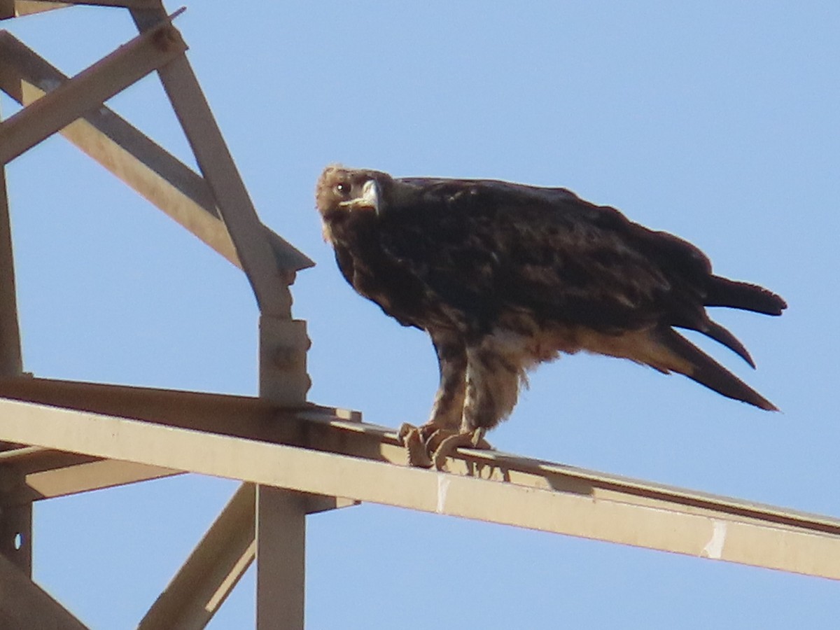 Imperial Eagle - ML646504094