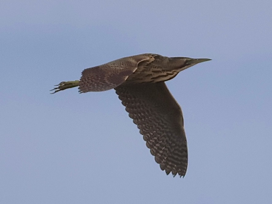 Eurasian Bittern - ML646504095