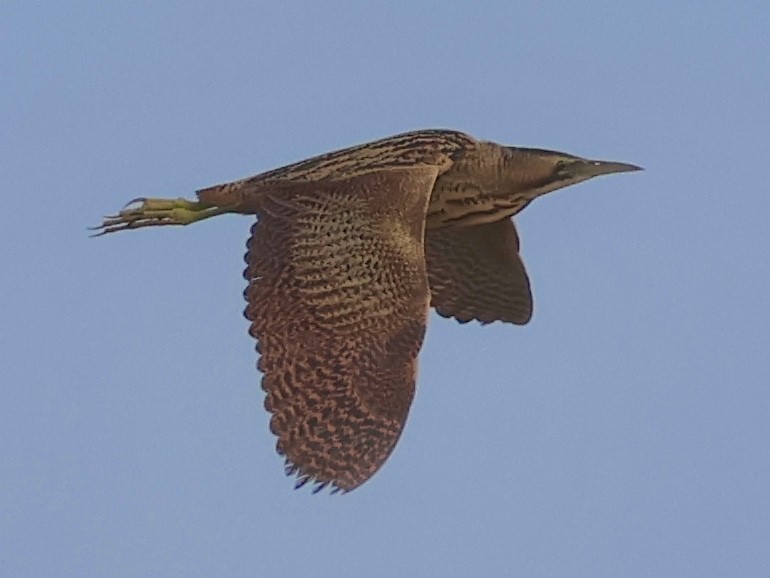 Eurasian Bittern - ML646504096