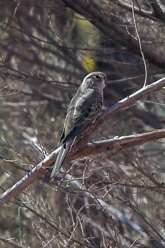 Bourke's Parrot - ML646504097