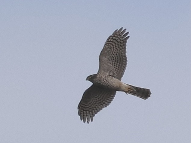 Eurasian Sparrowhawk - ML646504099