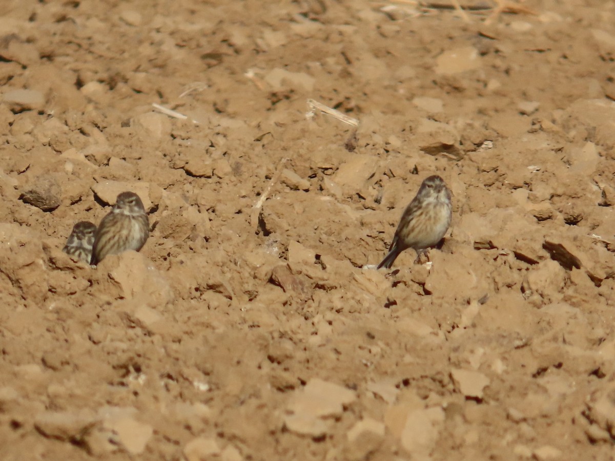 Eurasian Linnet - ML646504100