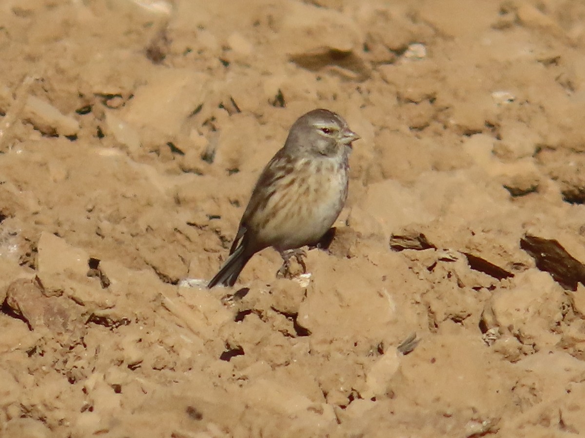 Eurasian Linnet - ML646504101