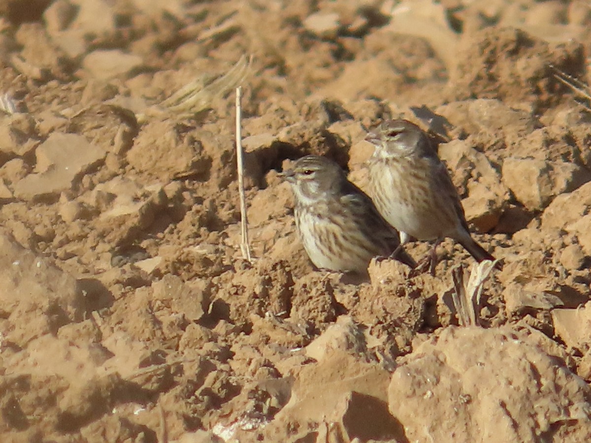 Eurasian Linnet - ML646504102