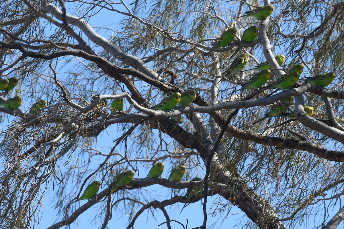 תוכון - ML646504103