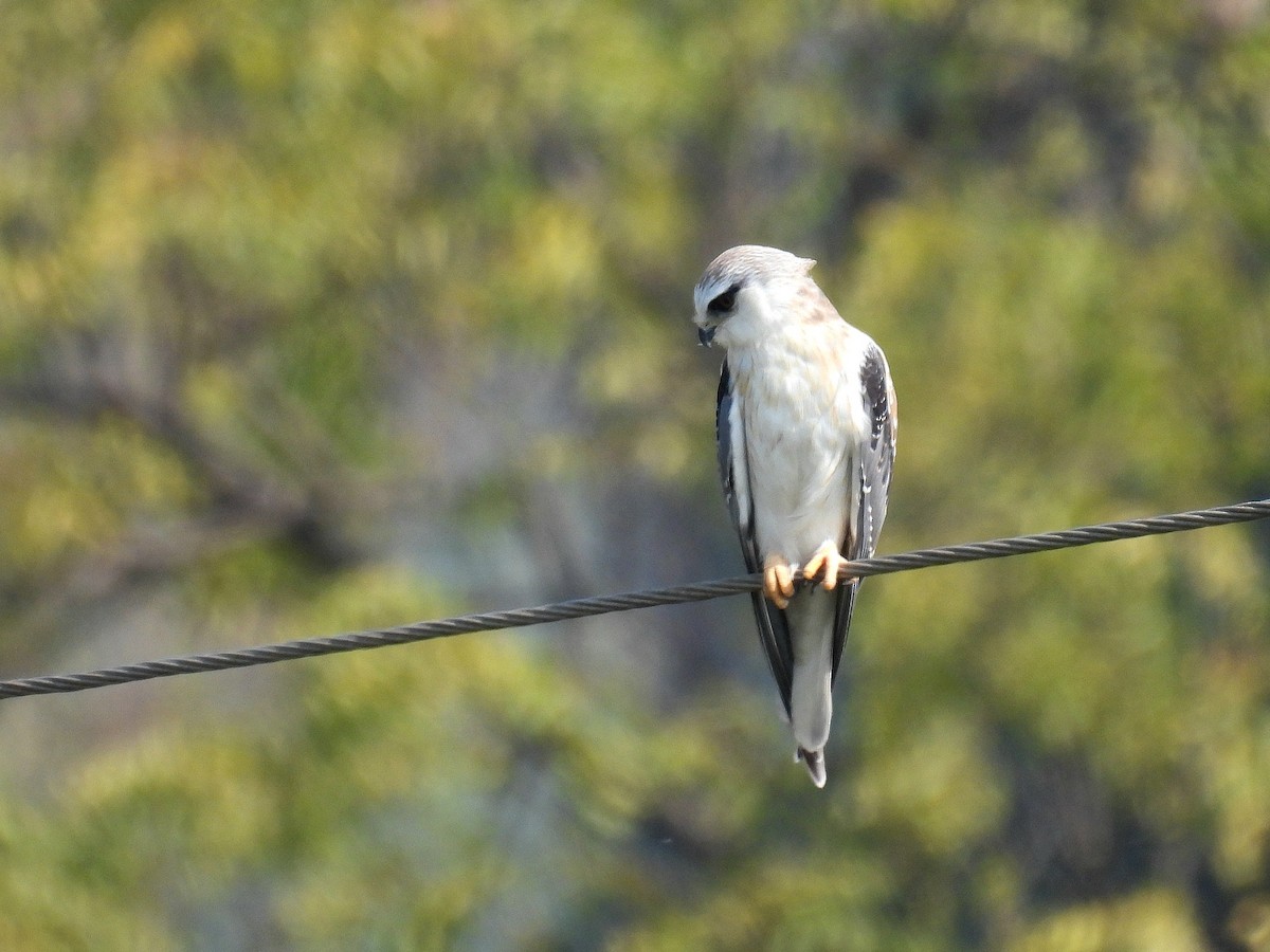 Black-winged Kite - ML646504104
