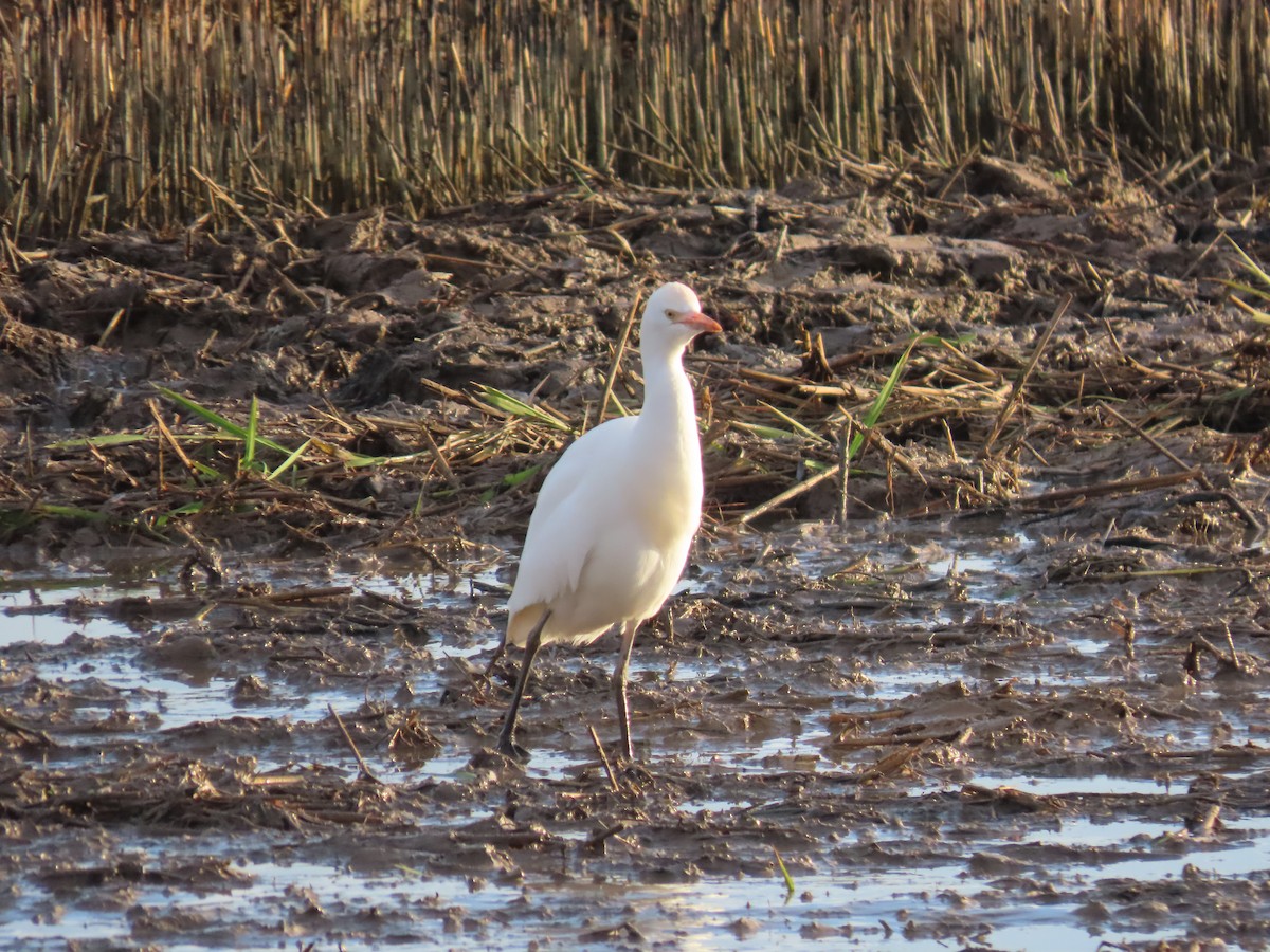 Western Cattle-Egret - ML646504119