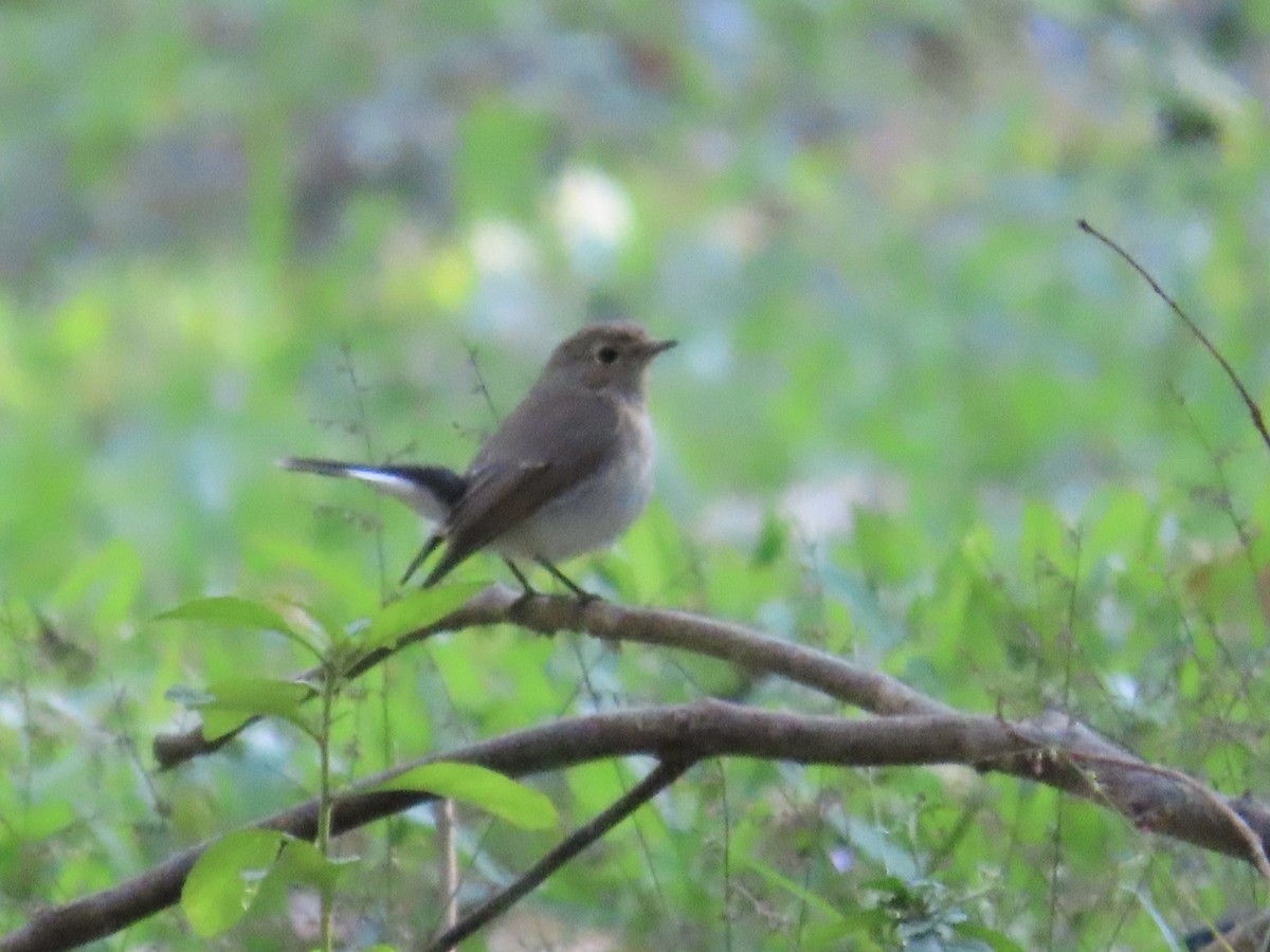 Восточная малая мухоловка - ML646504120