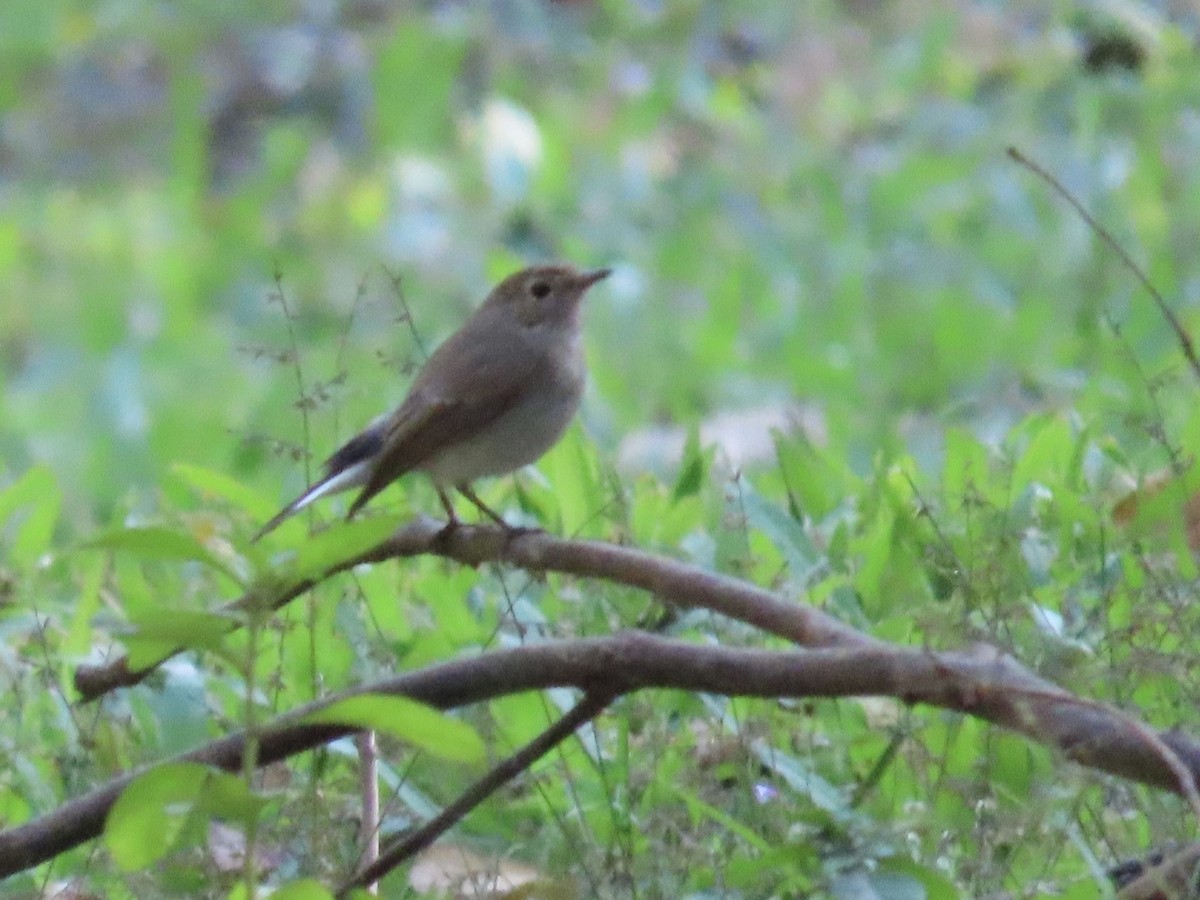 Восточная малая мухоловка - ML646504121