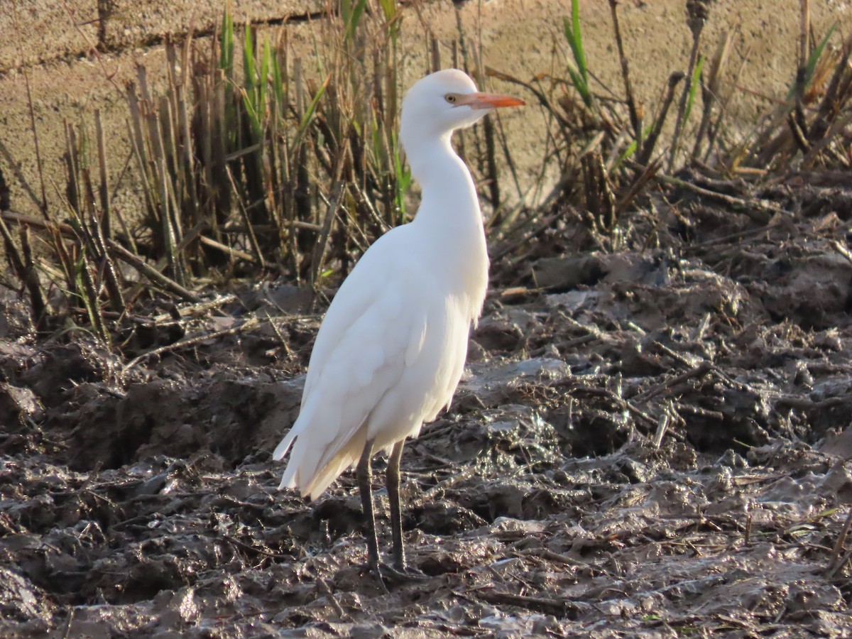 Western Cattle-Egret - ML646504123