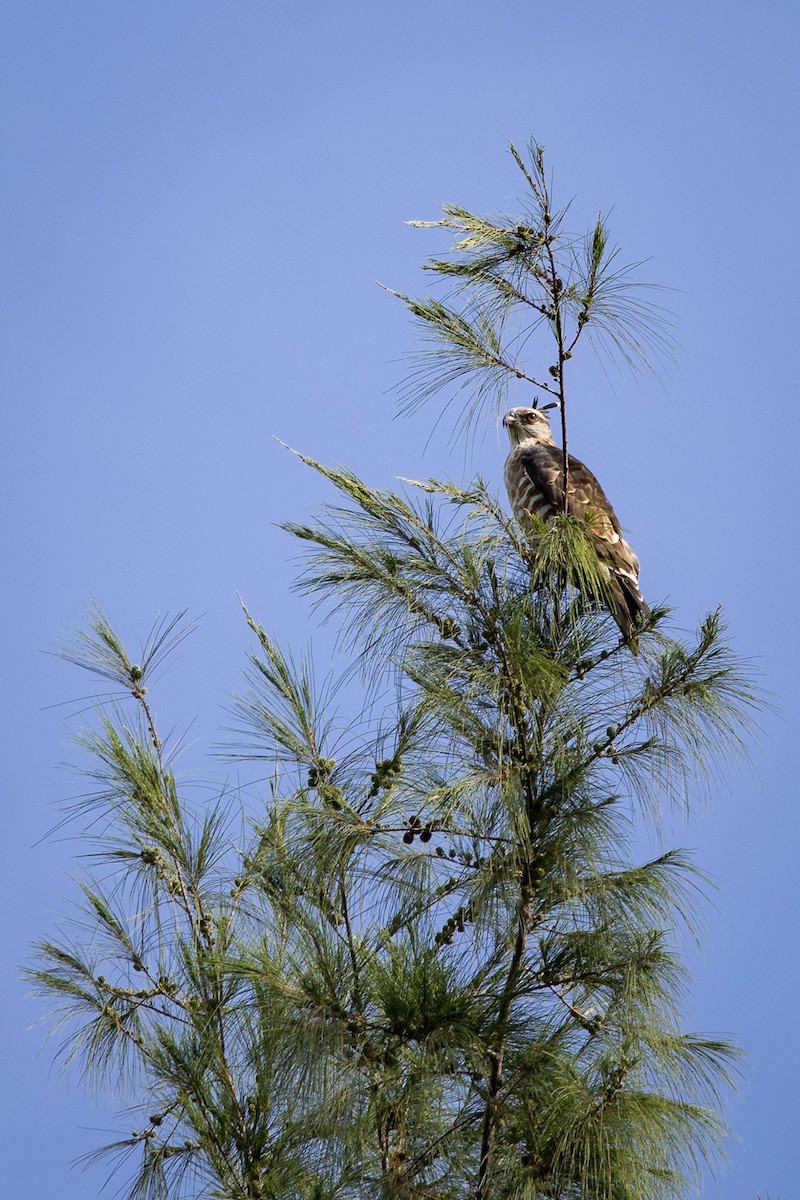 Jerdon's Baza - ML646504124