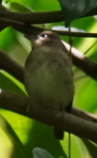 Dark-sided Flycatcher - ML646504125