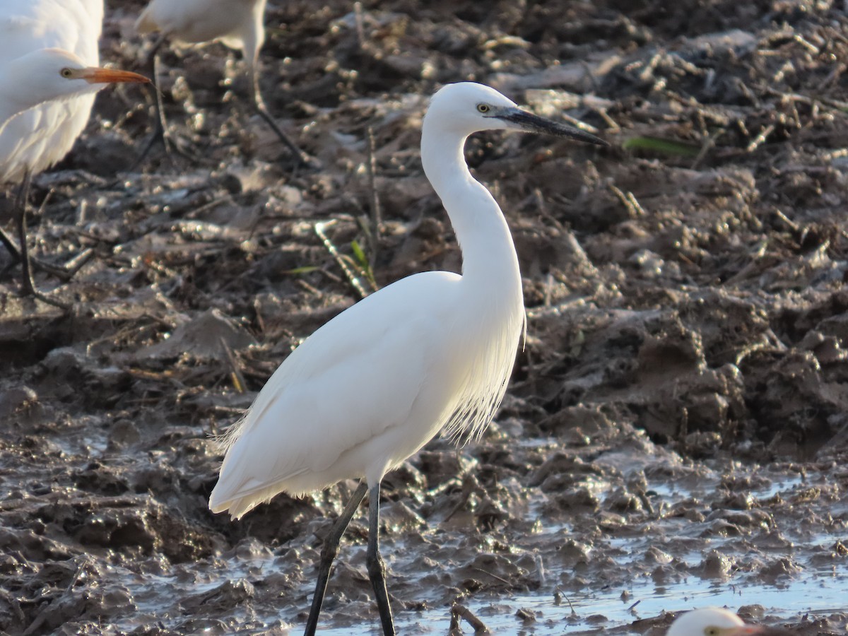 Little Egret - ML646504126