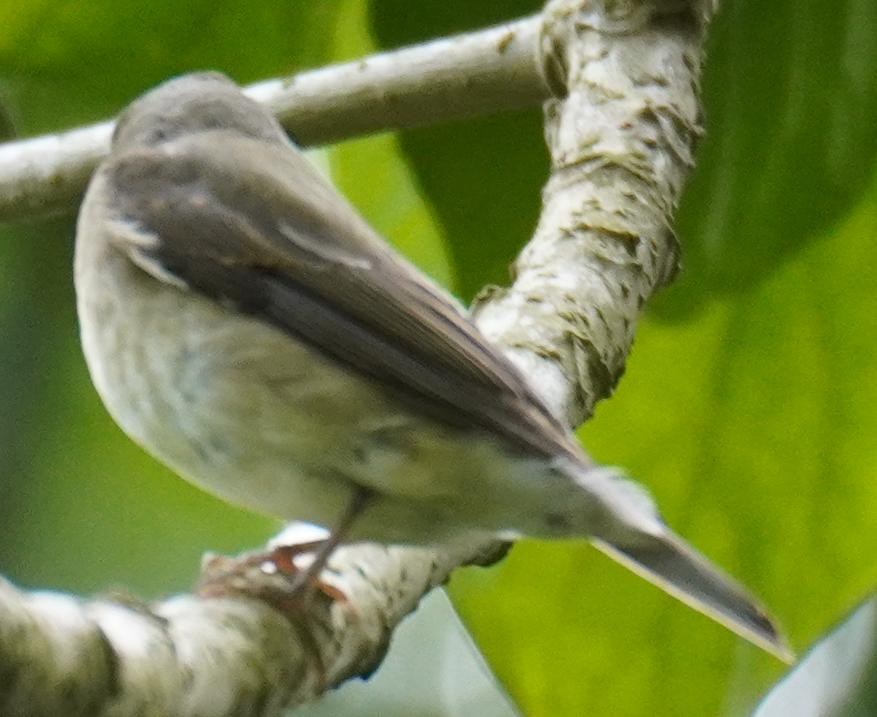 Yellow-rumped/Green-backed/Narcissus/Ryukyu Flycatcher - ML646504127