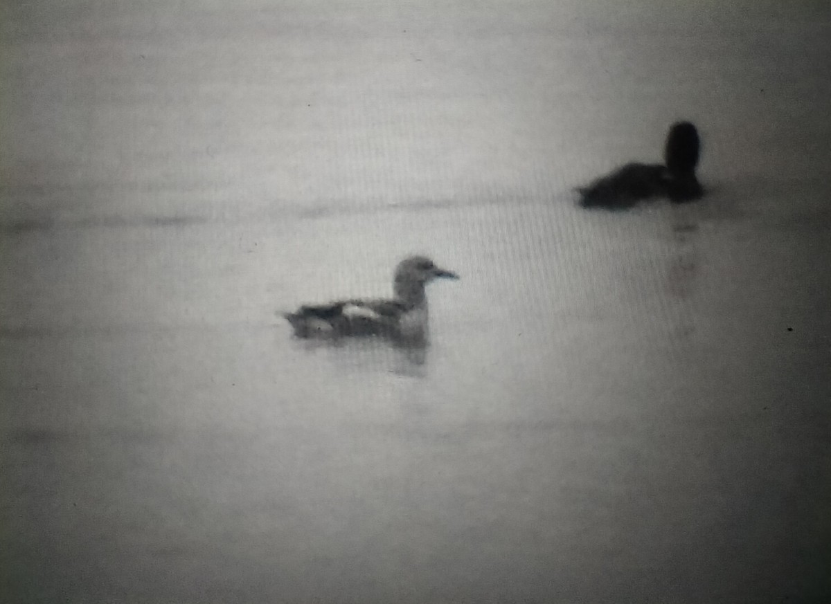 אוריה שחורה - ML646504129