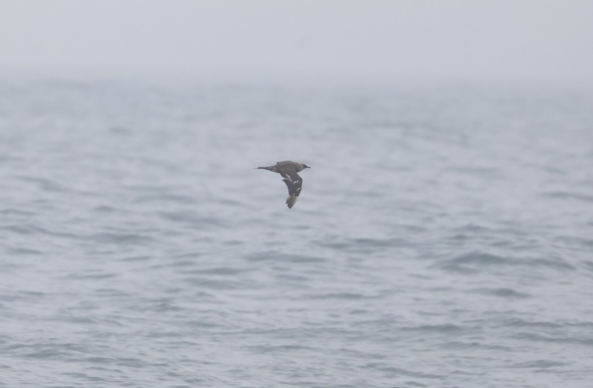 חמסן טפיל - ML646504130