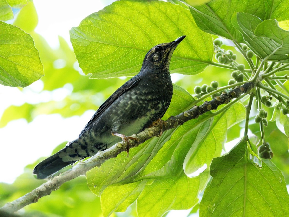 Siberian Thrush - ML646504131