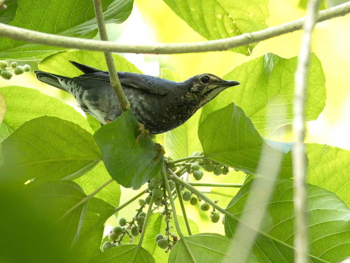 Siberian Thrush - ML646504132