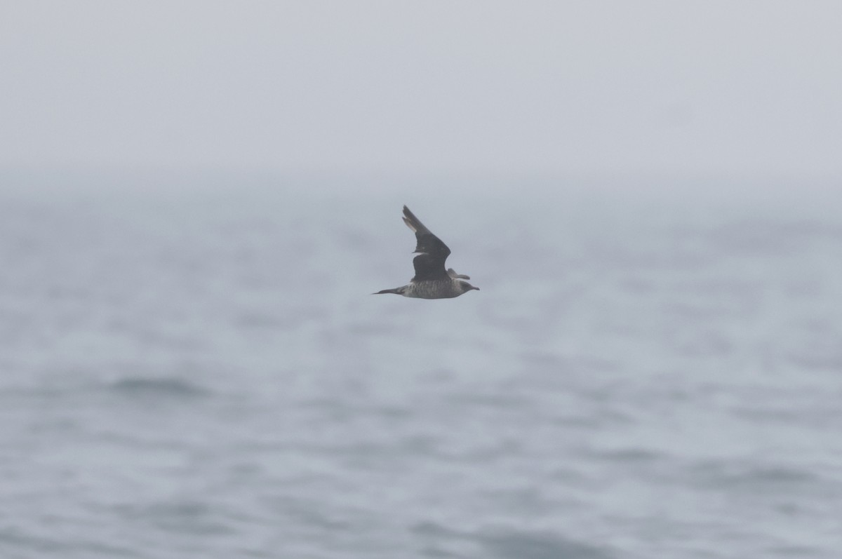 חמסן טפיל - ML646504133