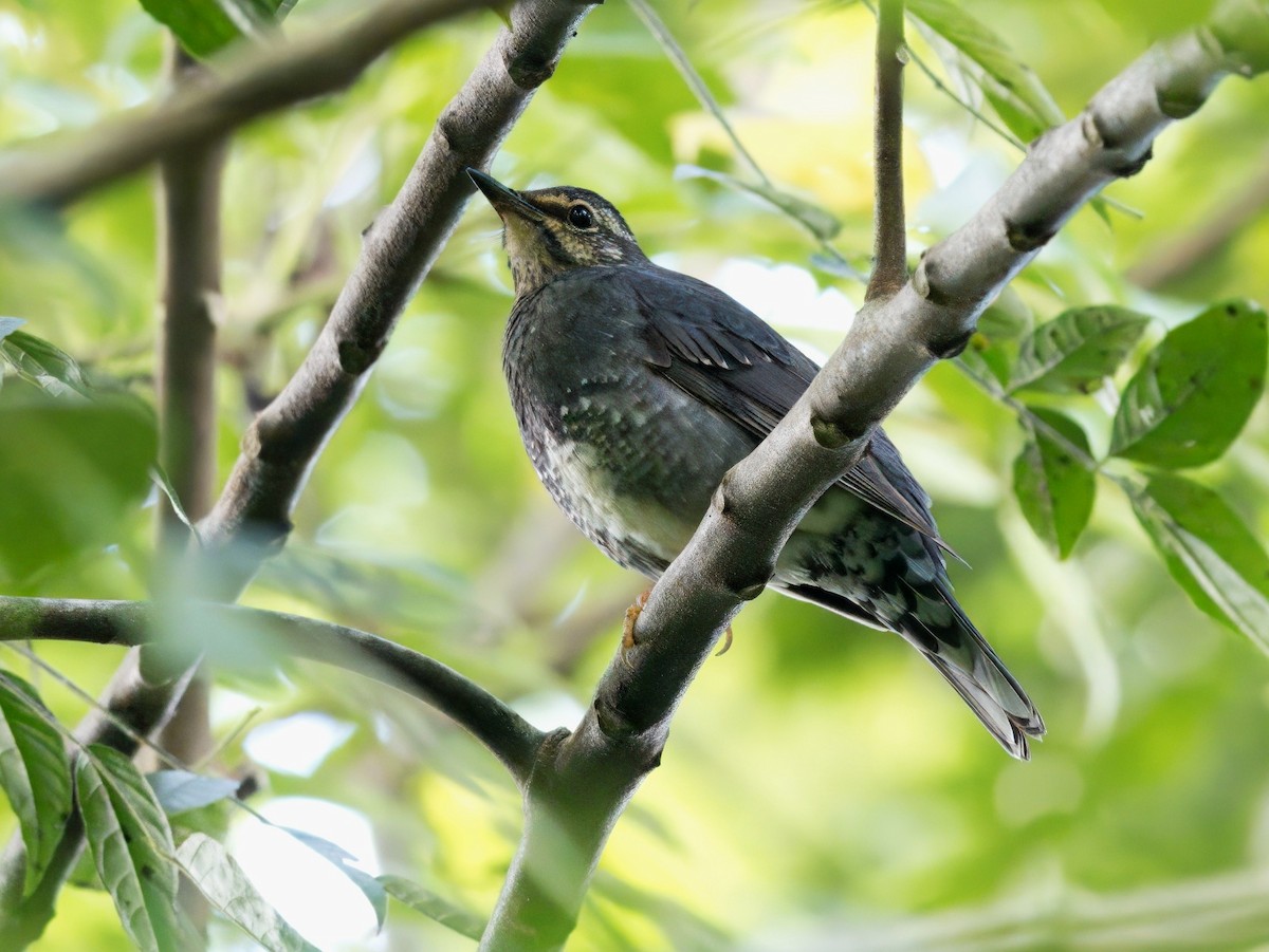 Siberian Thrush - ML646504134