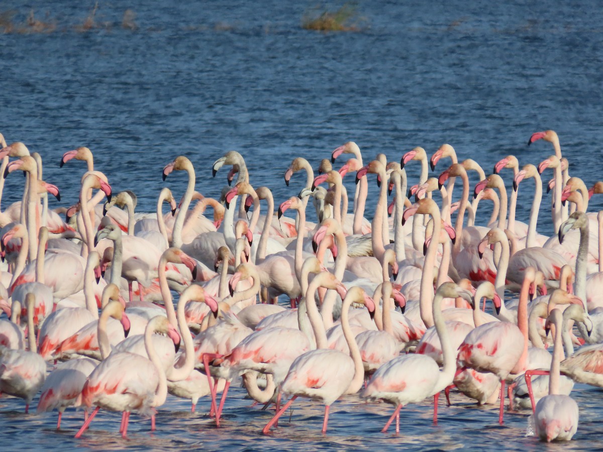 Greater Flamingo - ML646504135