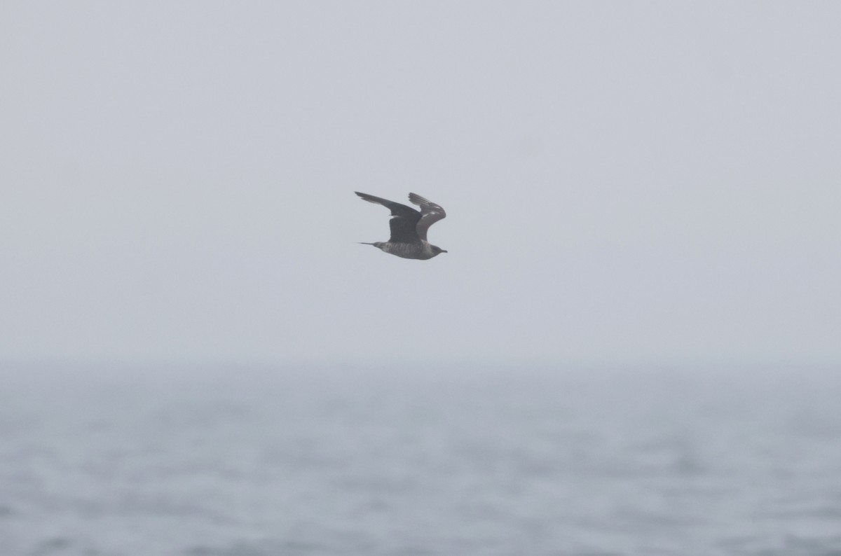 חמסן טפיל - ML646504136