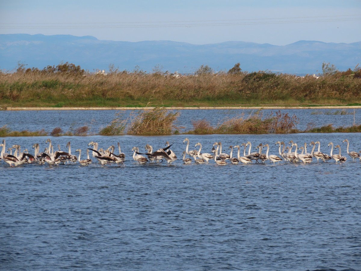 Greater Flamingo - ML646504139