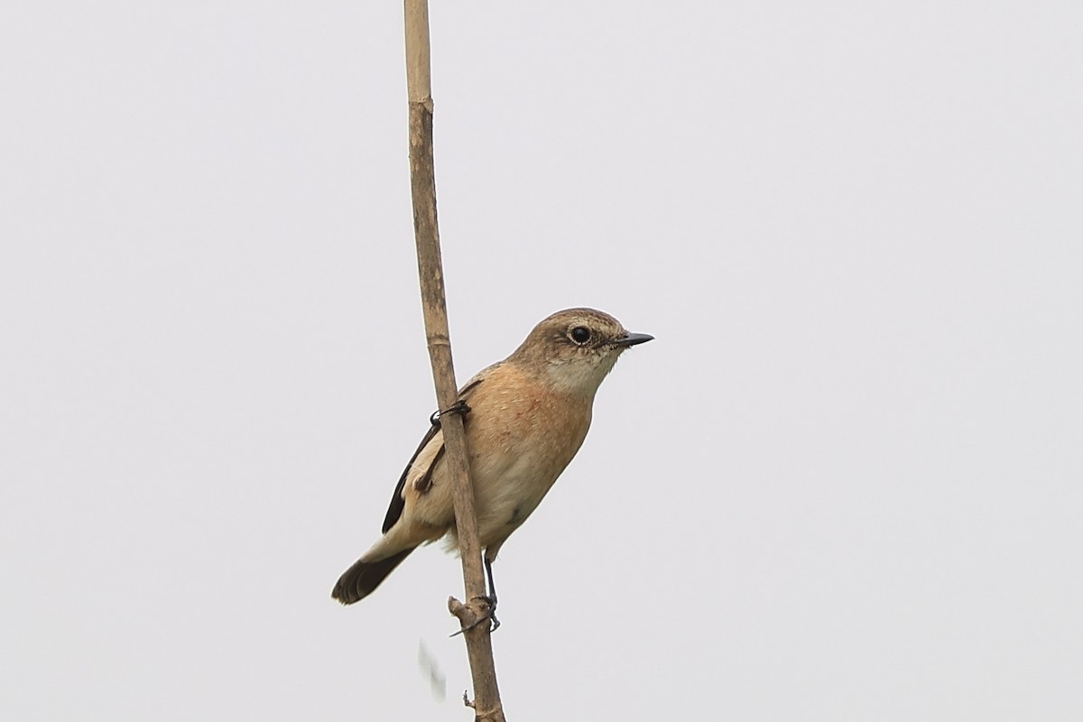 Amur Stonechat - ML646504140