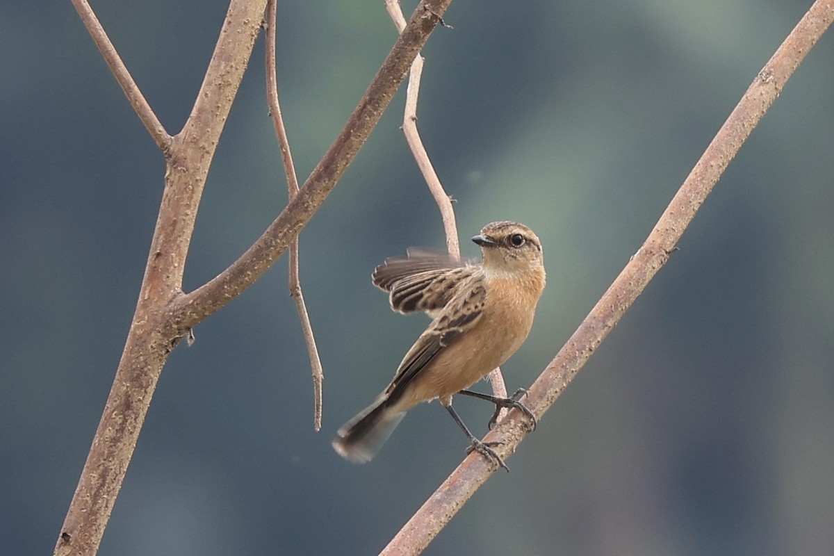 Amur Stonechat - ML646504143