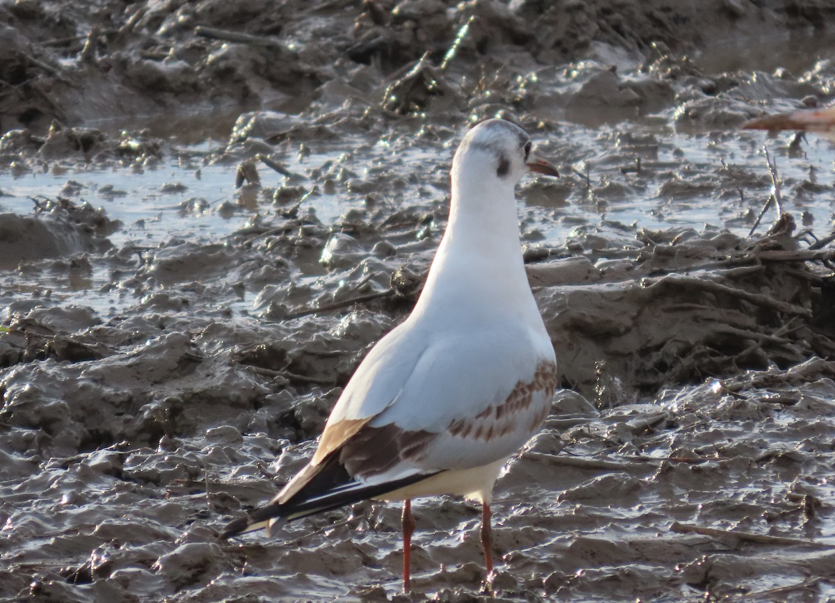 Black-headed Gull - ML646504144