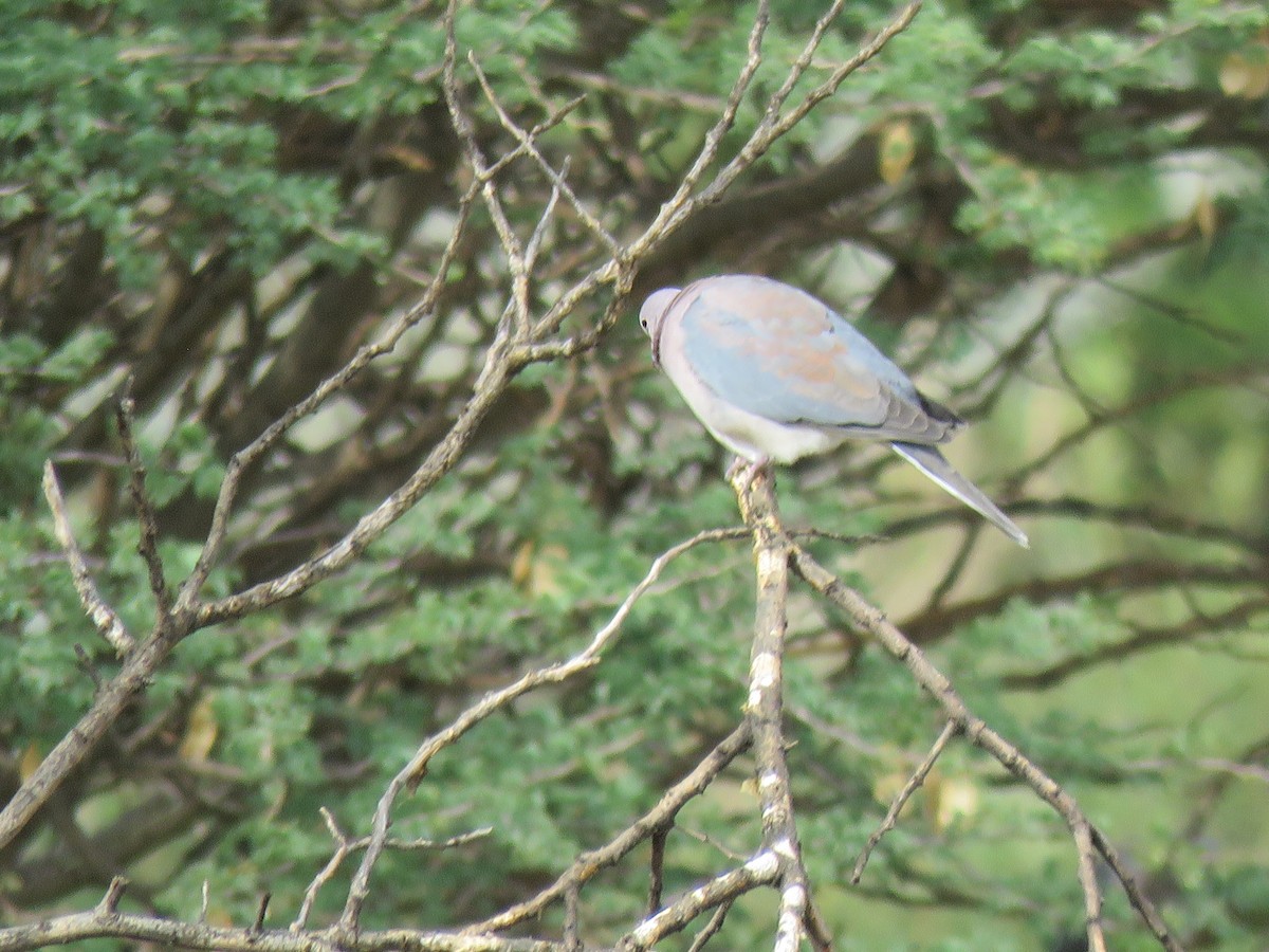 Өөдсөн хүүрзгэнэ - ML646504145