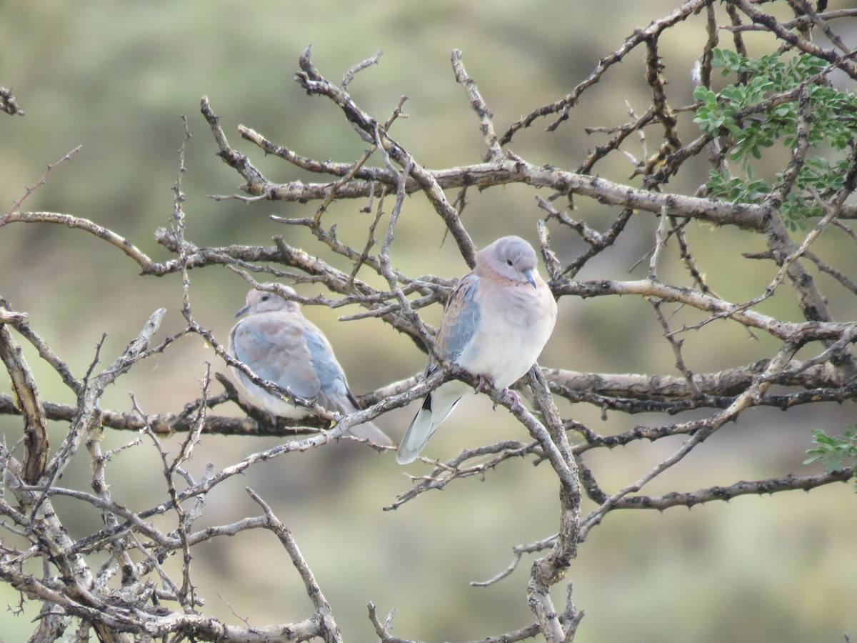 Өөдсөн хүүрзгэнэ - ML646504146