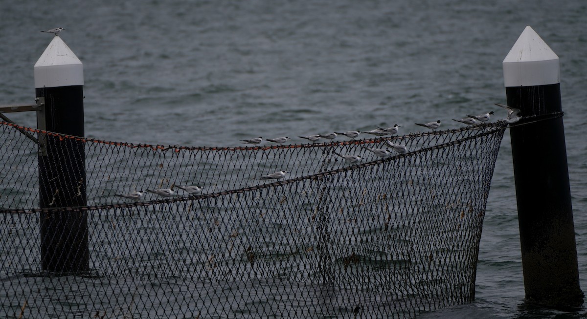 Речная крачка - ML646504149